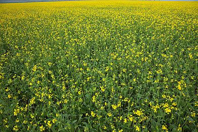 Twitch平台遭遇黑客攻击 大量主播收入情况被泄露